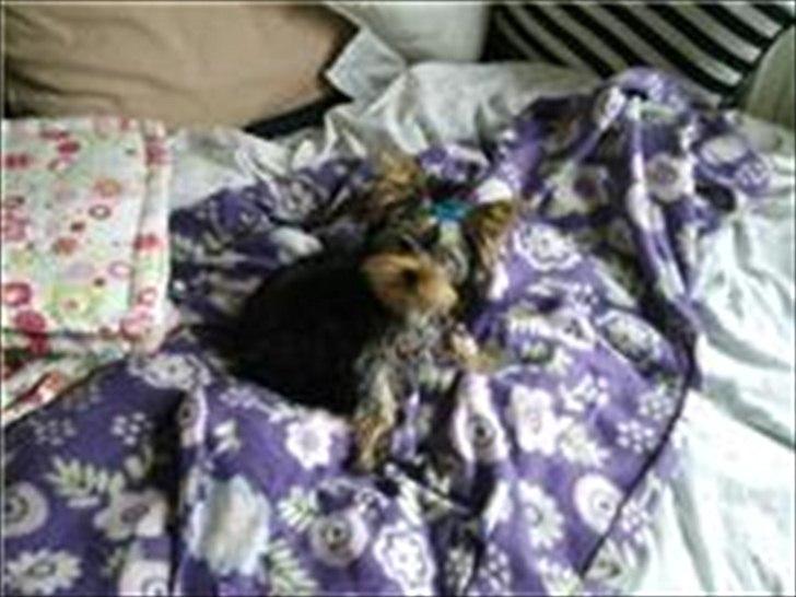 Yorkshire terrier Wilma billede 4