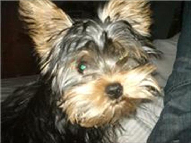 Yorkshire terrier Wilma billede 5