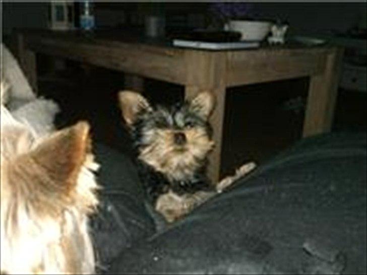 Yorkshire terrier Wilma billede 6