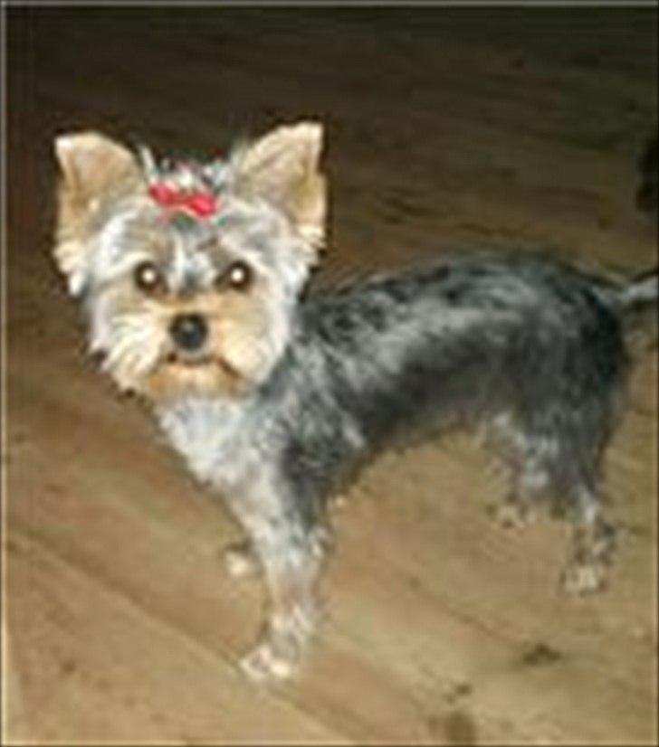 Yorkshire terrier Wilma billede 7