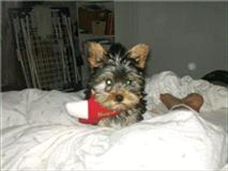 Yorkshire terrier Wilma billede 8
