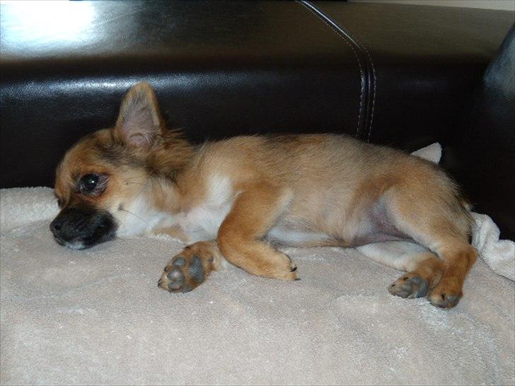 Chihuahua  Frida billede 9