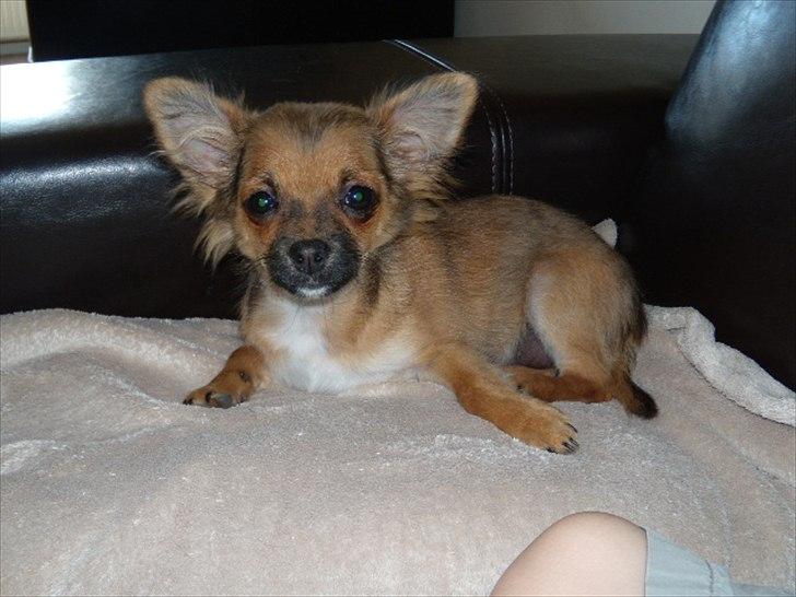 Chihuahua  Frida billede 11