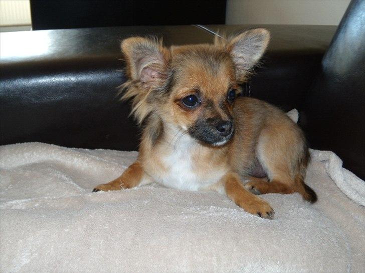 Chihuahua  Frida billede 10