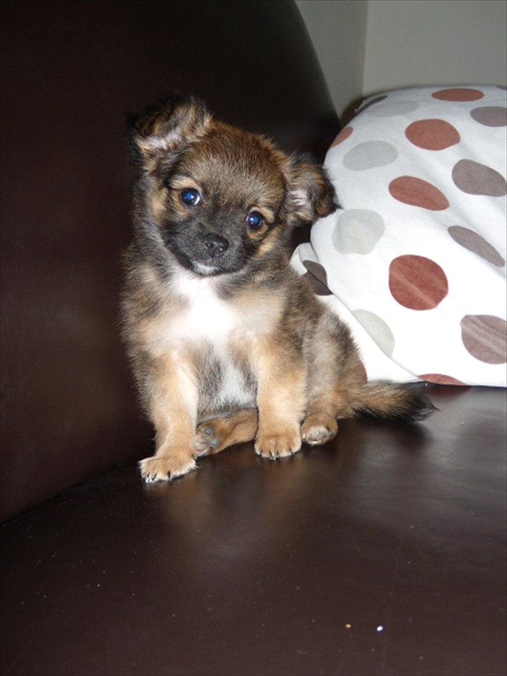 Chihuahua  Frida billede 8