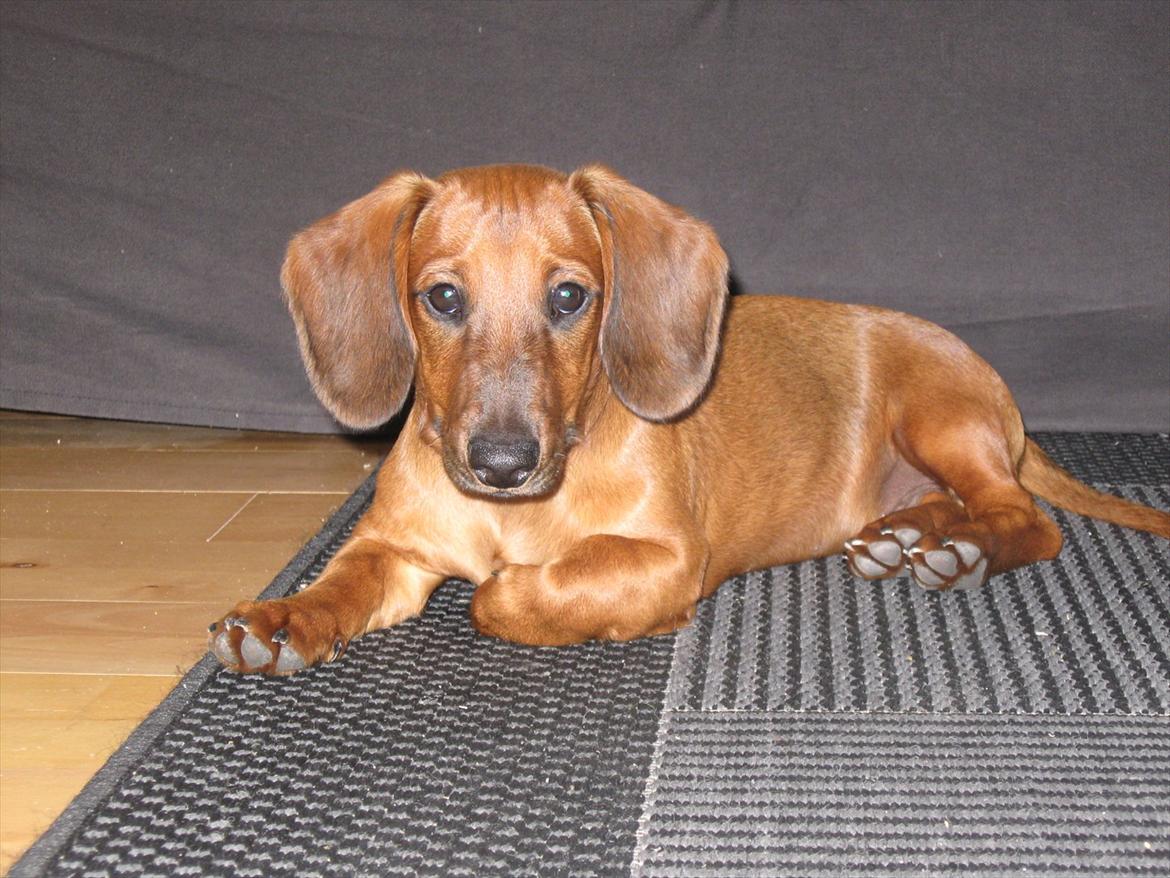 Gravhund Buster - Man kan da ikke stå for ham, som han ligger her :-) billede 1