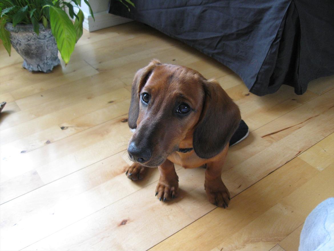 Gravhund Buster billede 2