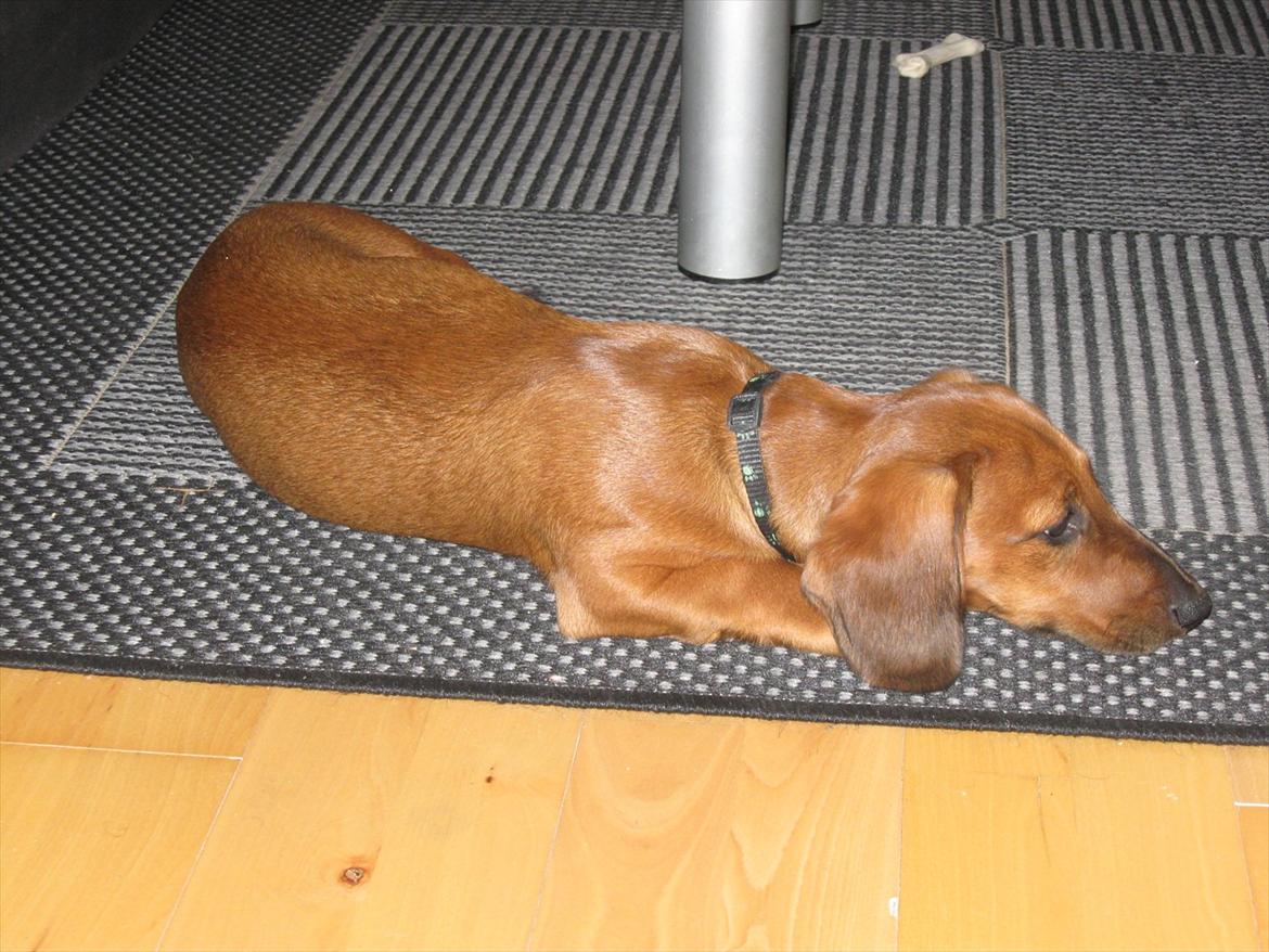 Gravhund Buster billede 3