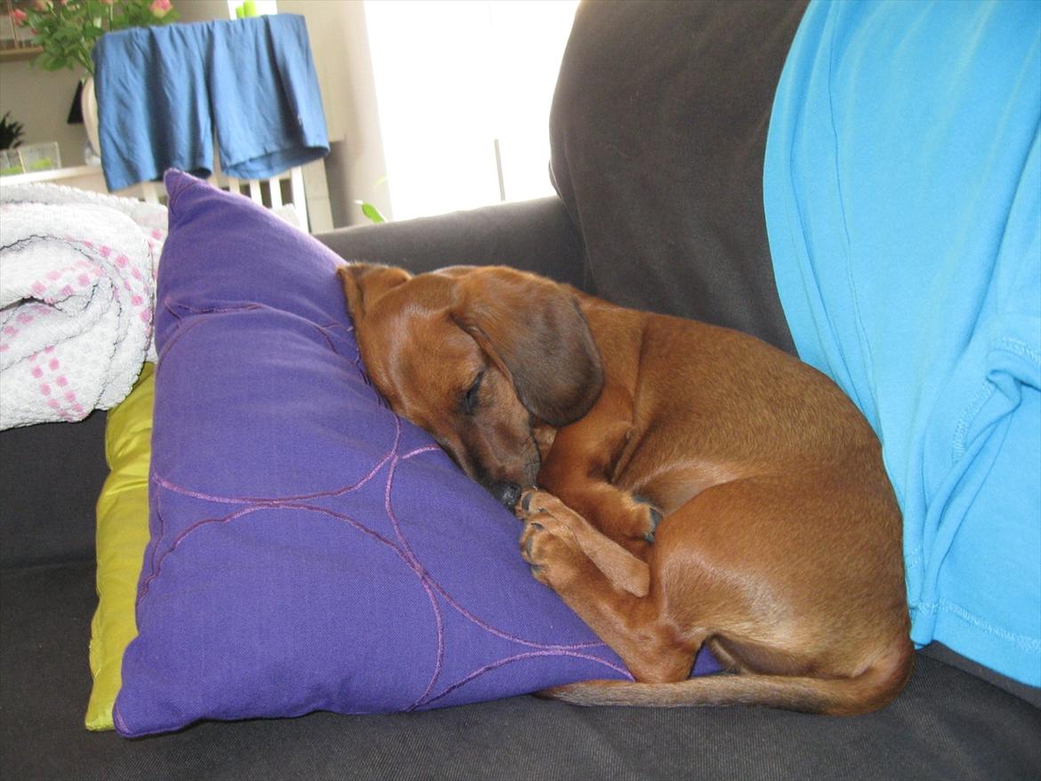 Gravhund Buster billede 4