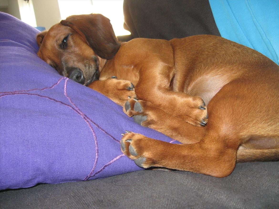 Gravhund Buster billede 5