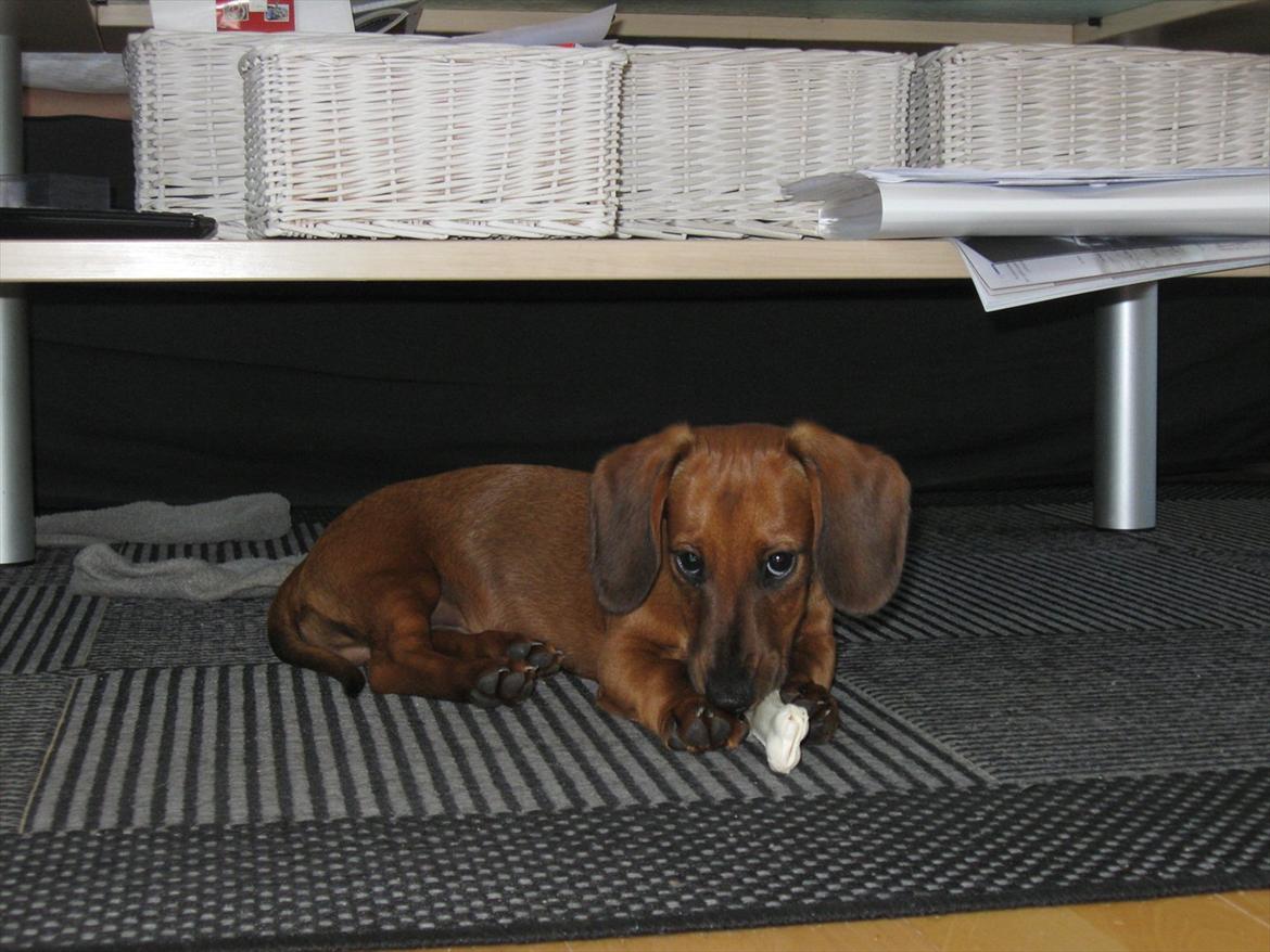 Gravhund Buster billede 6