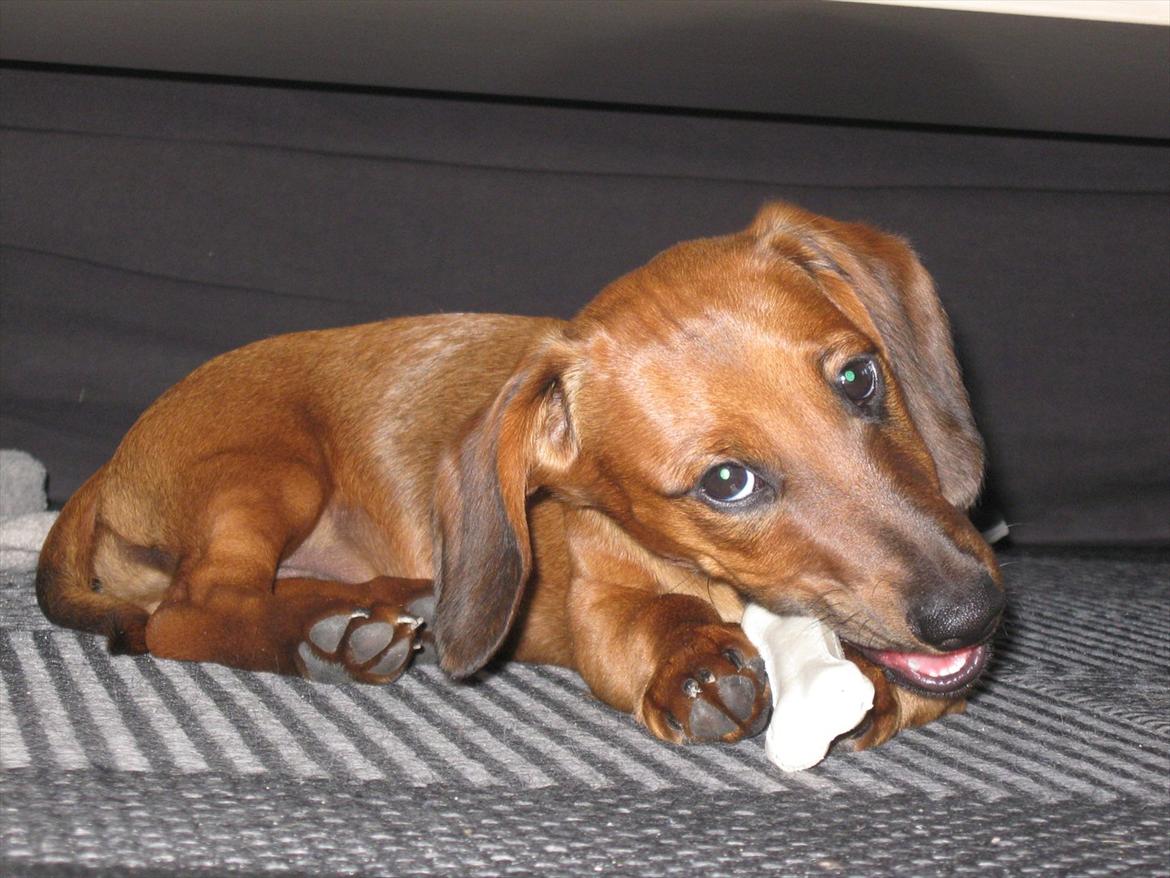 Gravhund Buster billede 7