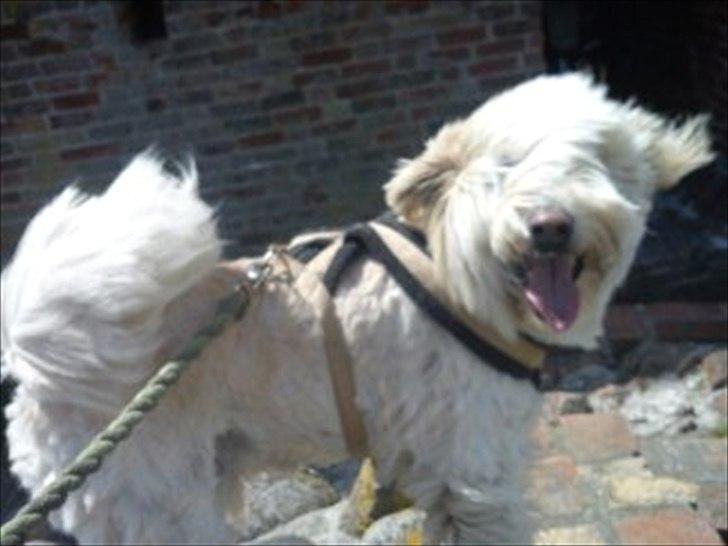 Blanding af racer *bamse* billede 6