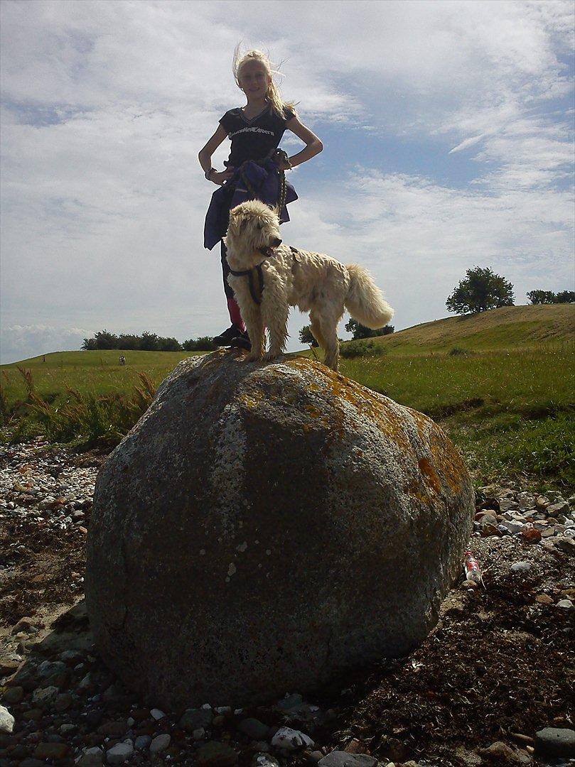 Blanding af racer *bamse* billede 5