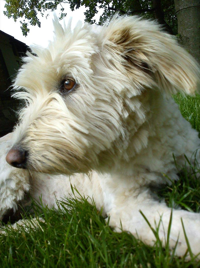 Blanding af racer *bamse* billede 2