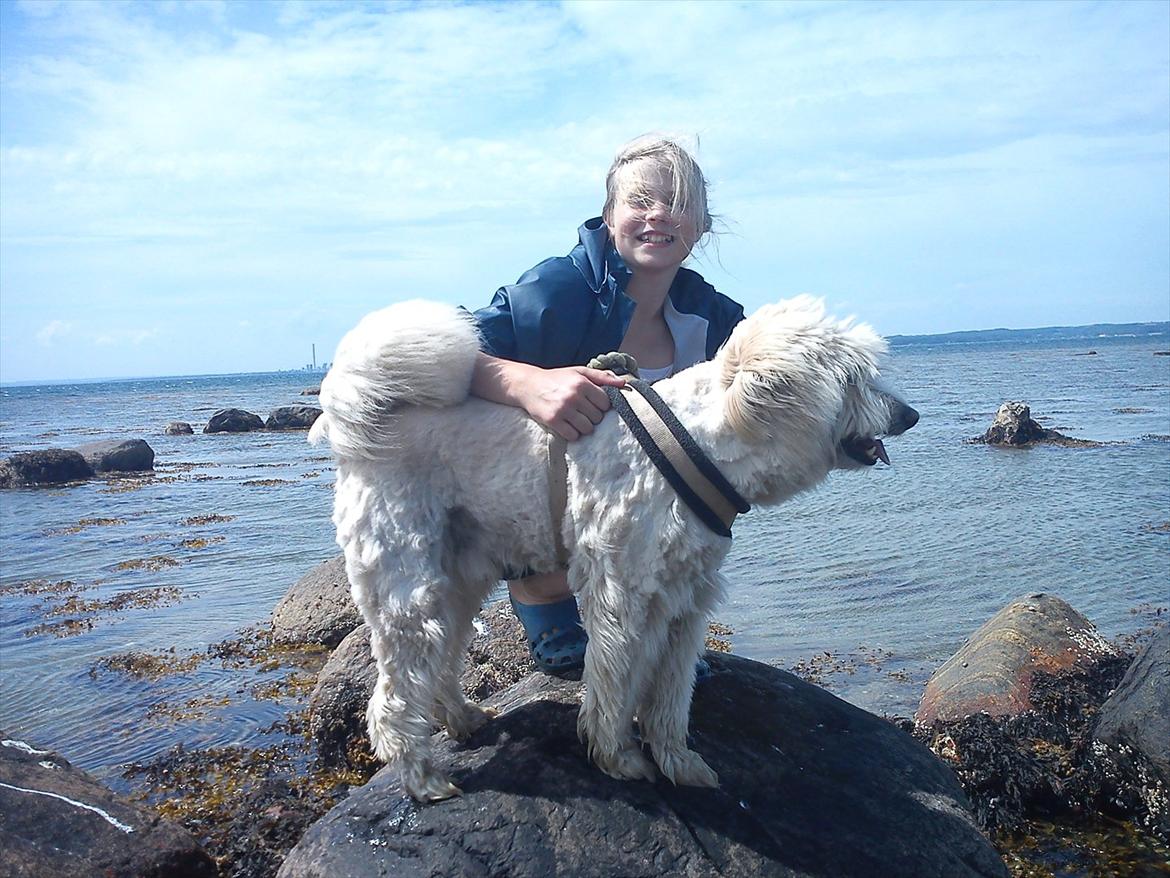 Blanding af racer *bamse* billede 7