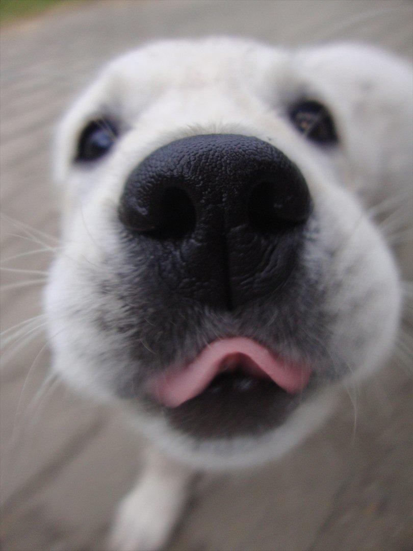 Golden retriever Coco billede 1