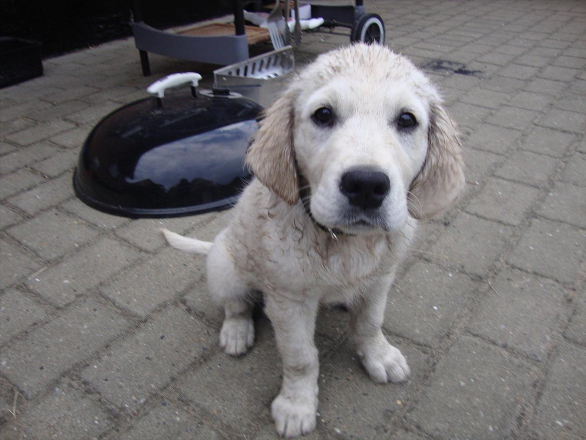 Golden retriever Coco billede 2