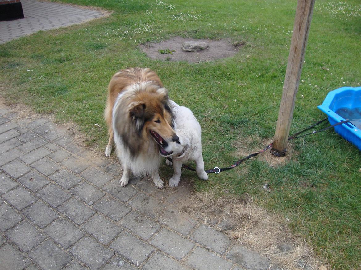 Golden retriever Coco billede 3