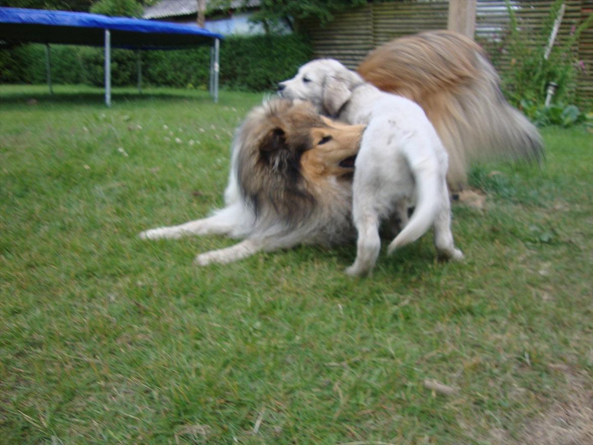 Golden retriever Coco billede 4