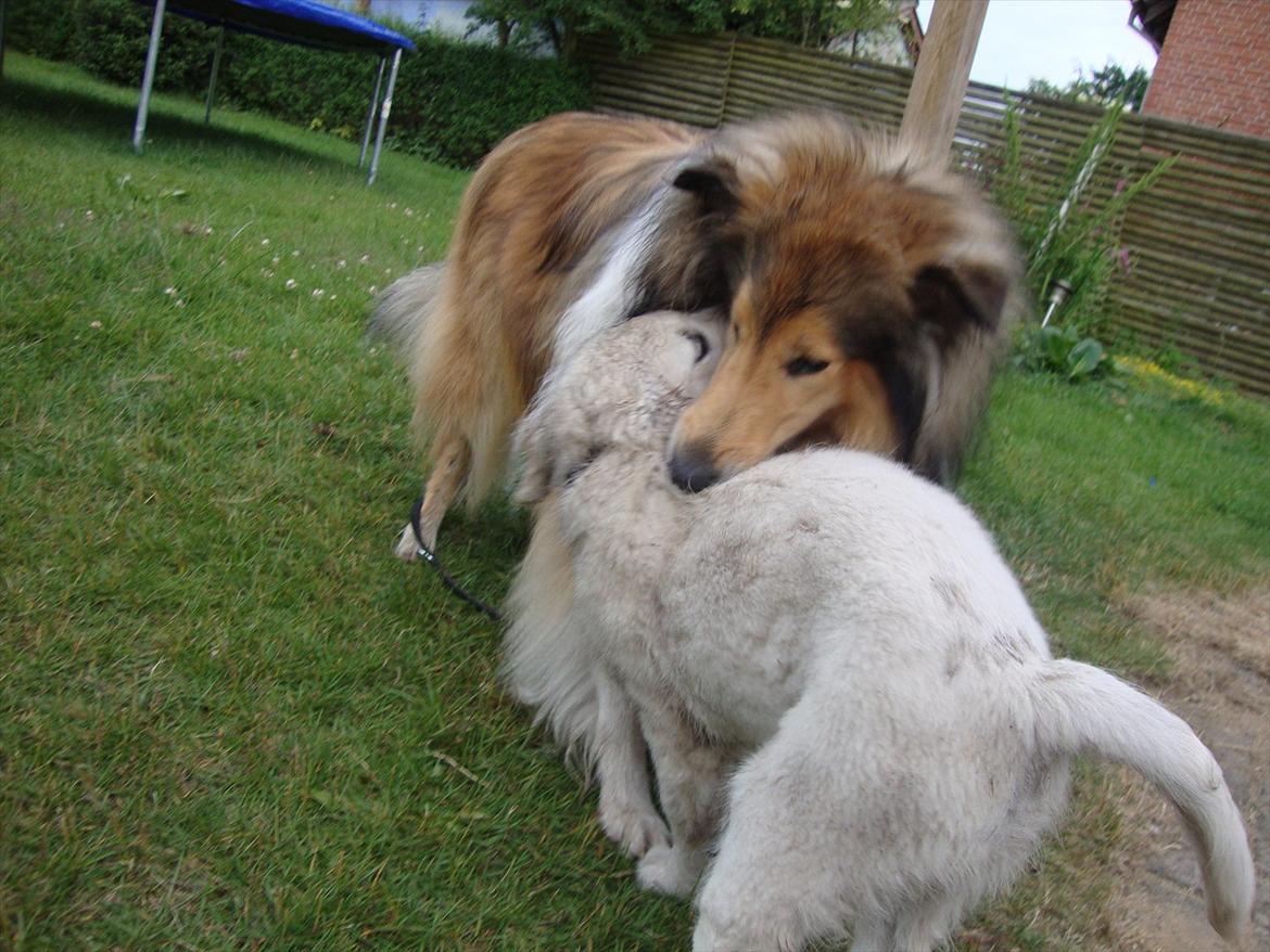 Golden retriever Coco billede 5