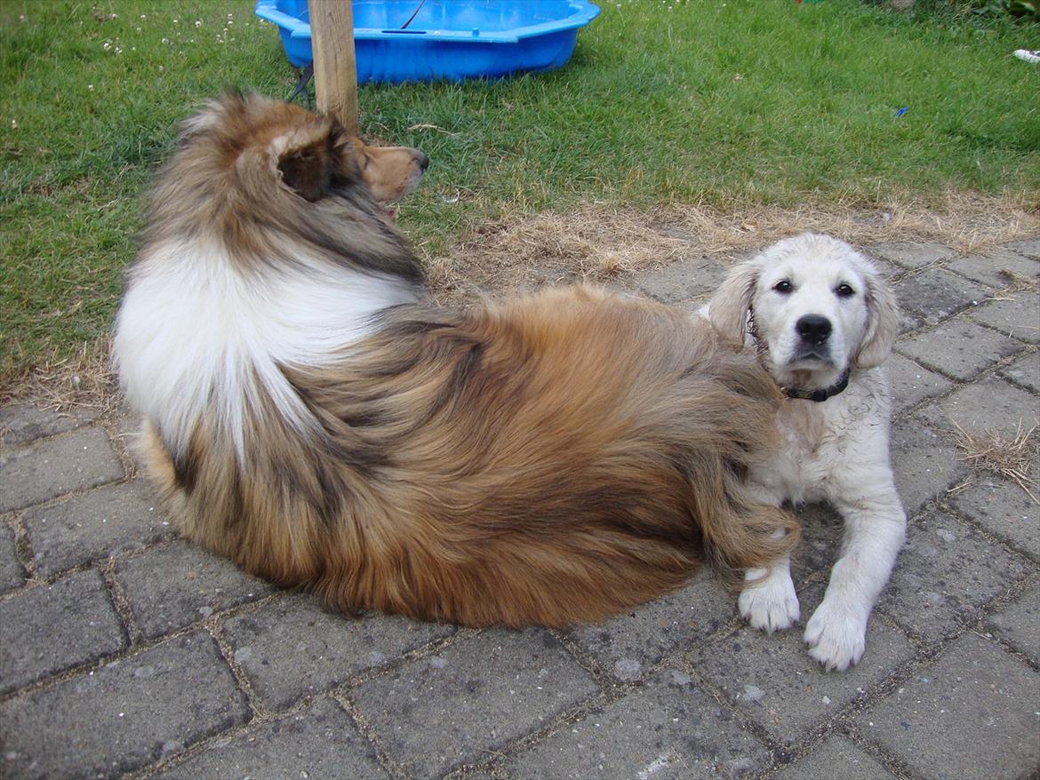 Golden retriever Coco billede 6