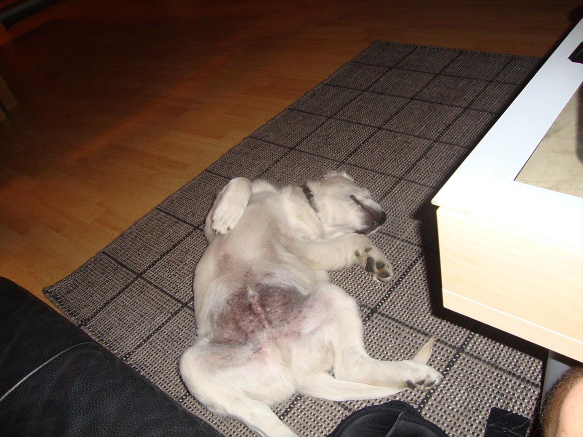 Golden retriever Coco billede 7