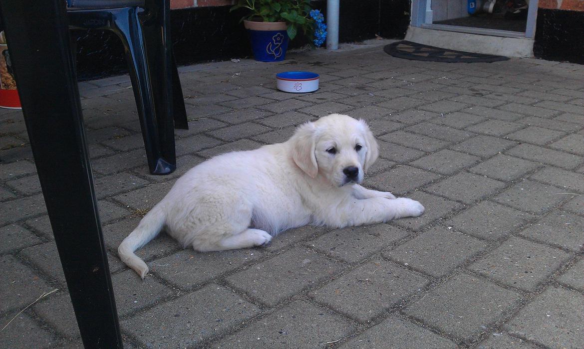 Golden retriever Coco billede 8