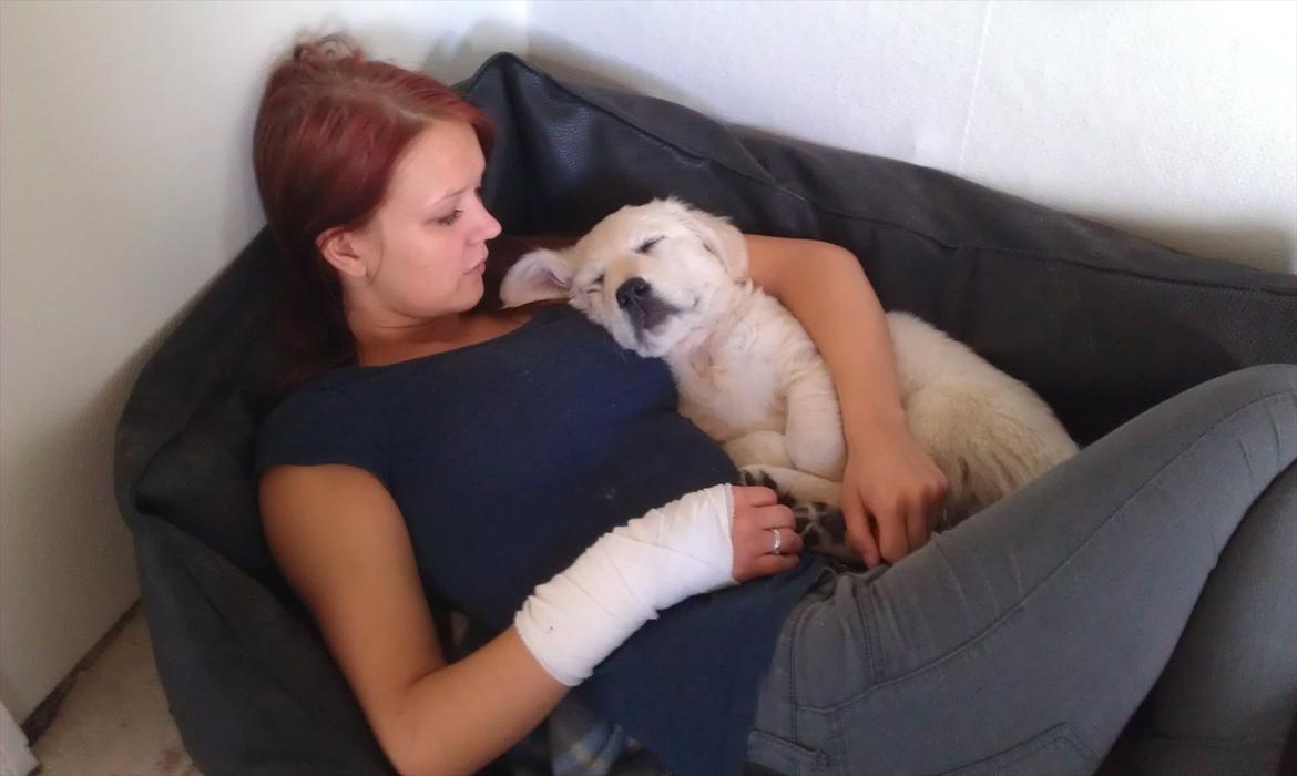 Golden retriever Coco billede 9