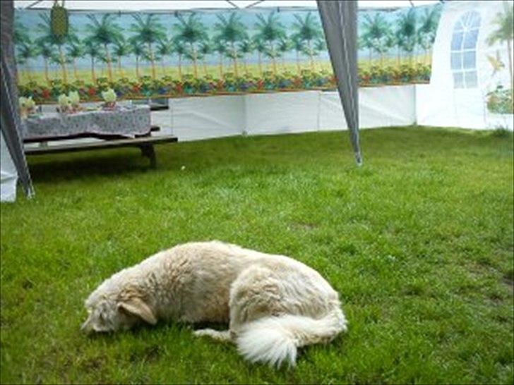 Blanding af racer *bamse* billede 8