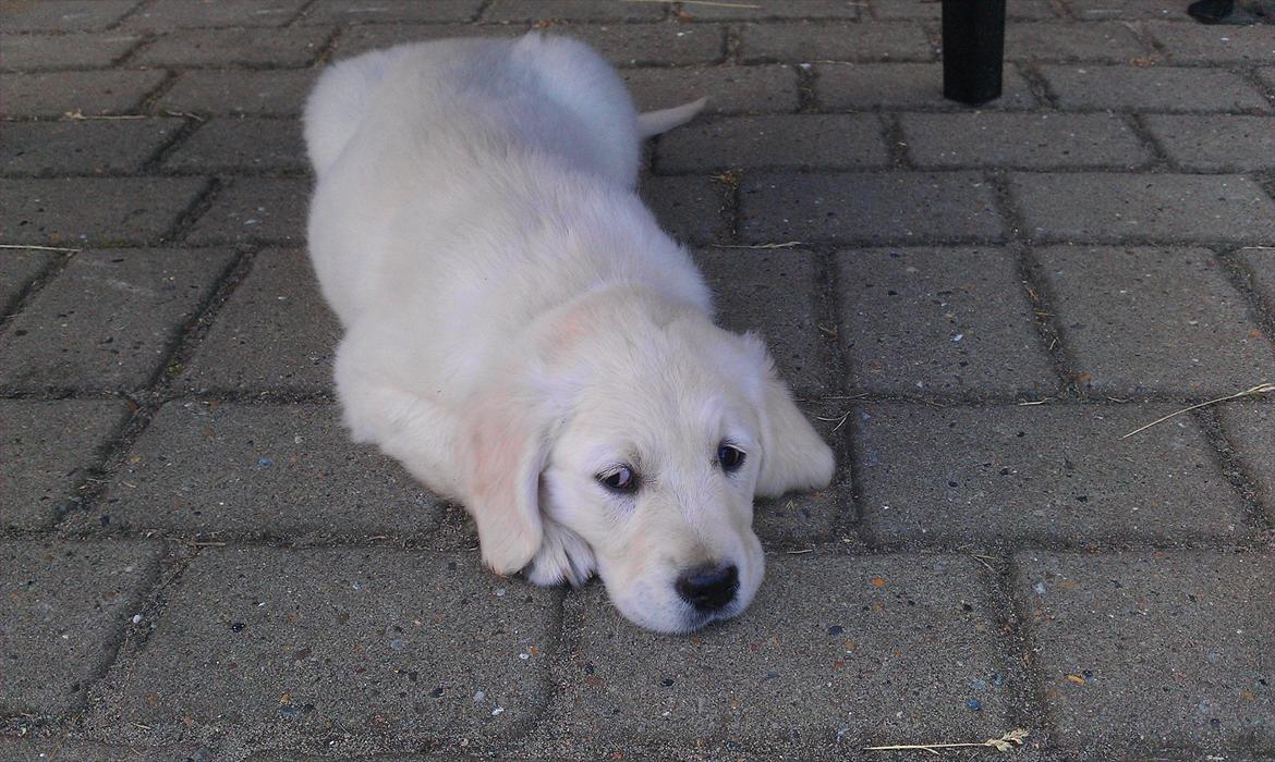 Golden retriever Coco billede 10