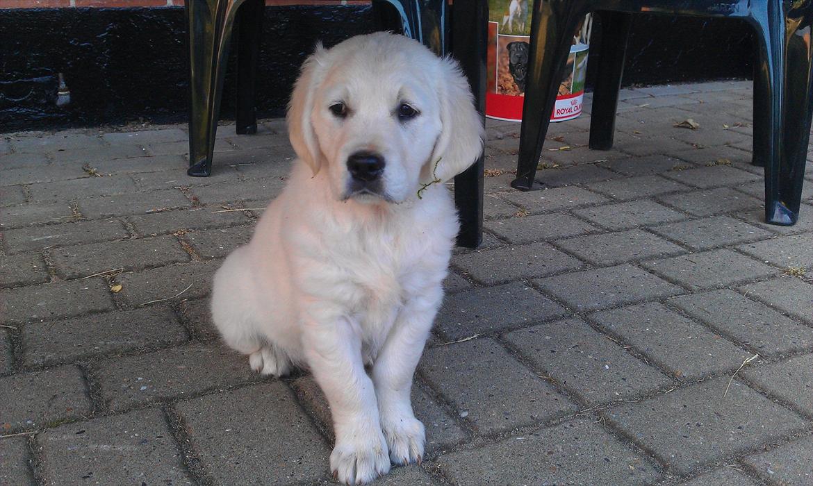 Golden retriever Coco billede 11