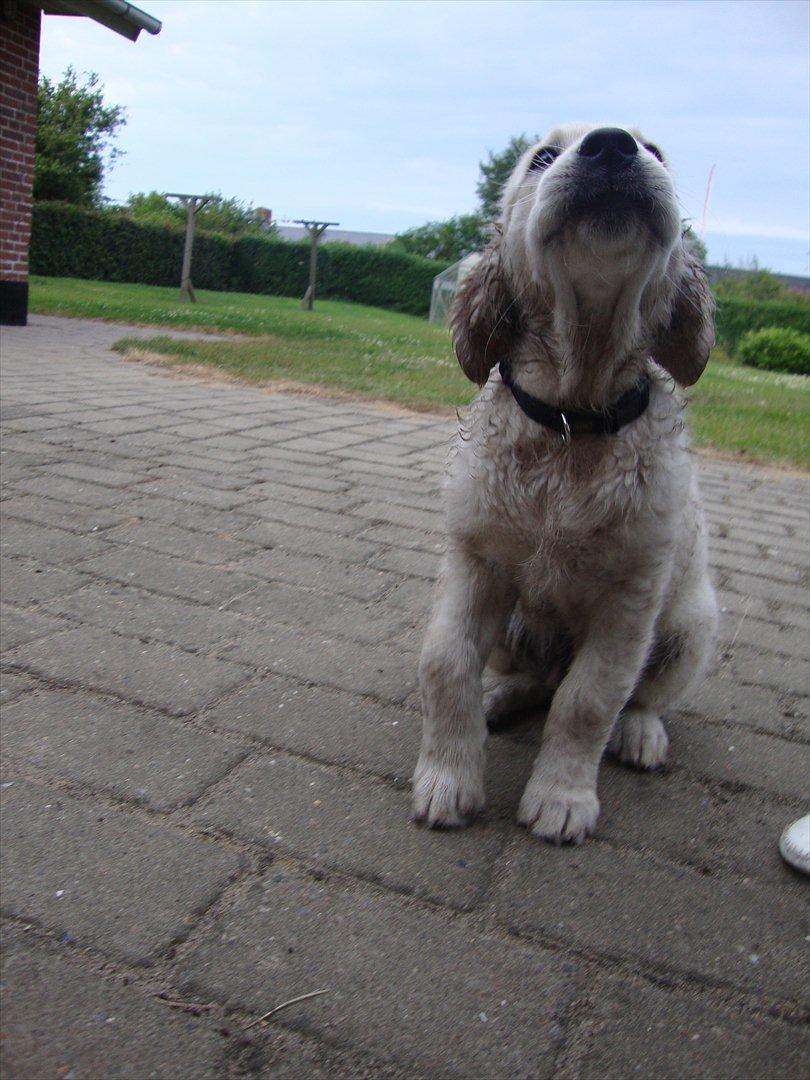 Golden retriever Coco billede 12