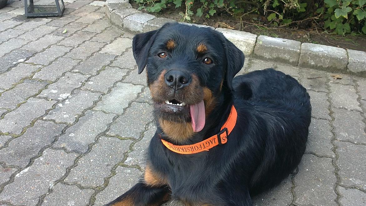 Blanding af racer Babe billede 4