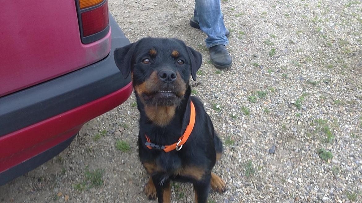 Blanding af racer Babe billede 5