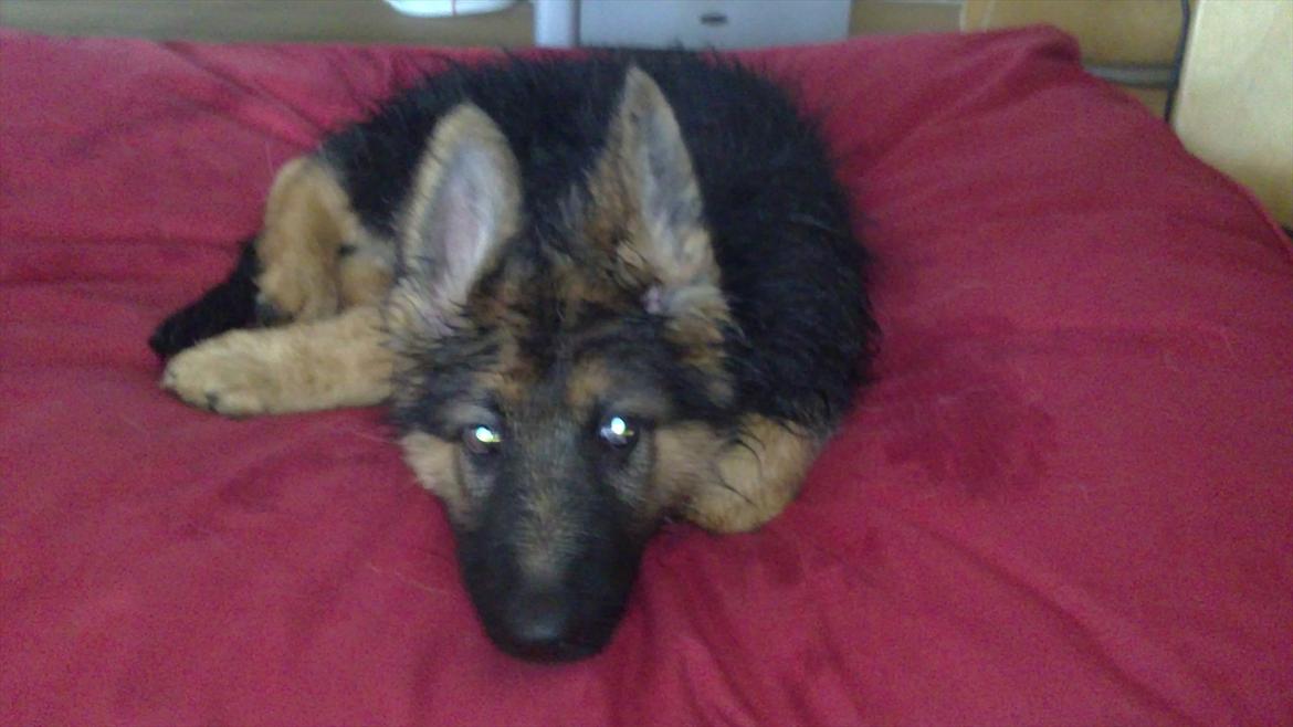 Schæferhund Diesel - Diesel har endelig fået strit øre :D billede 7