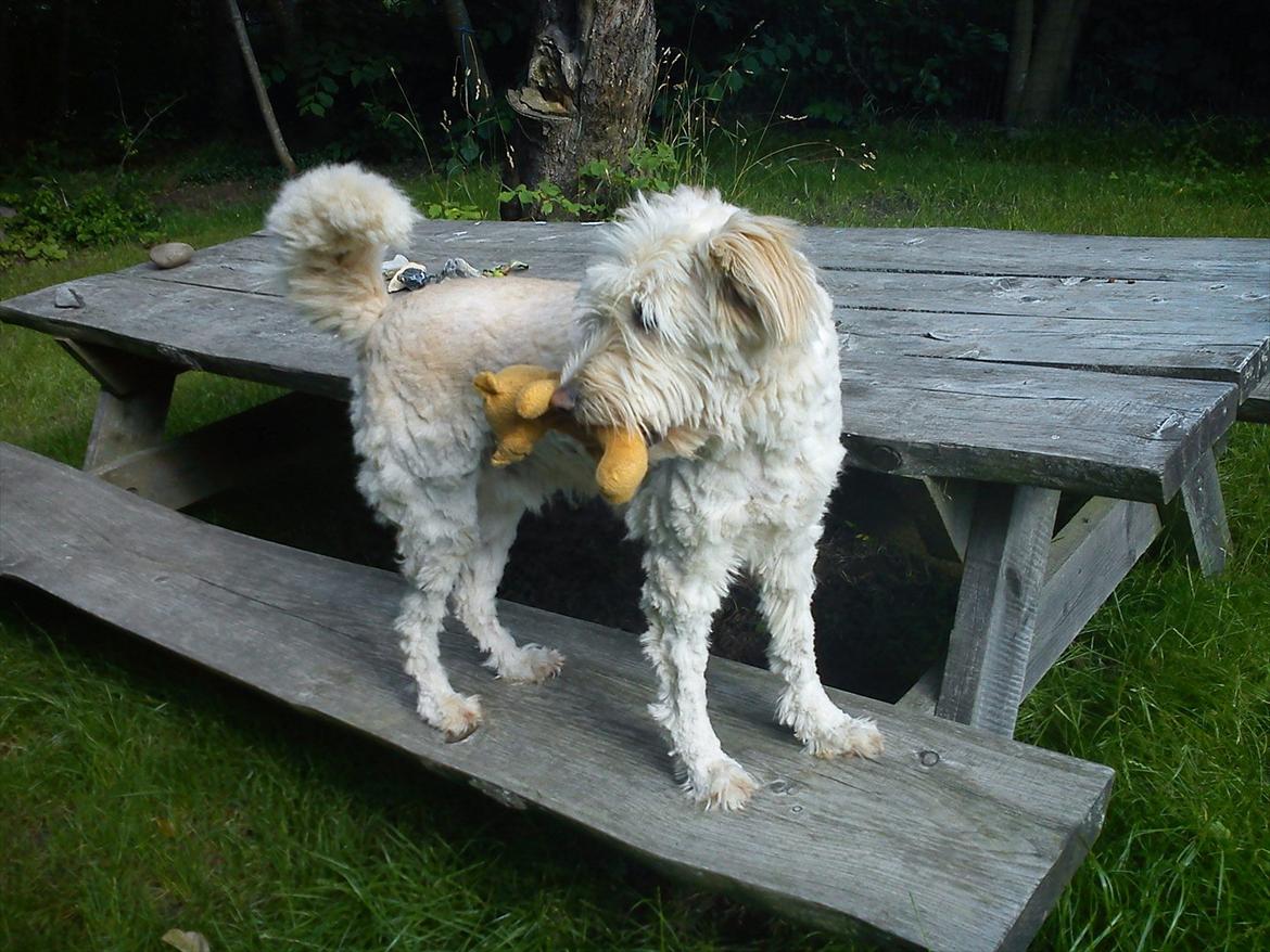 Blanding af racer *bamse* billede 1