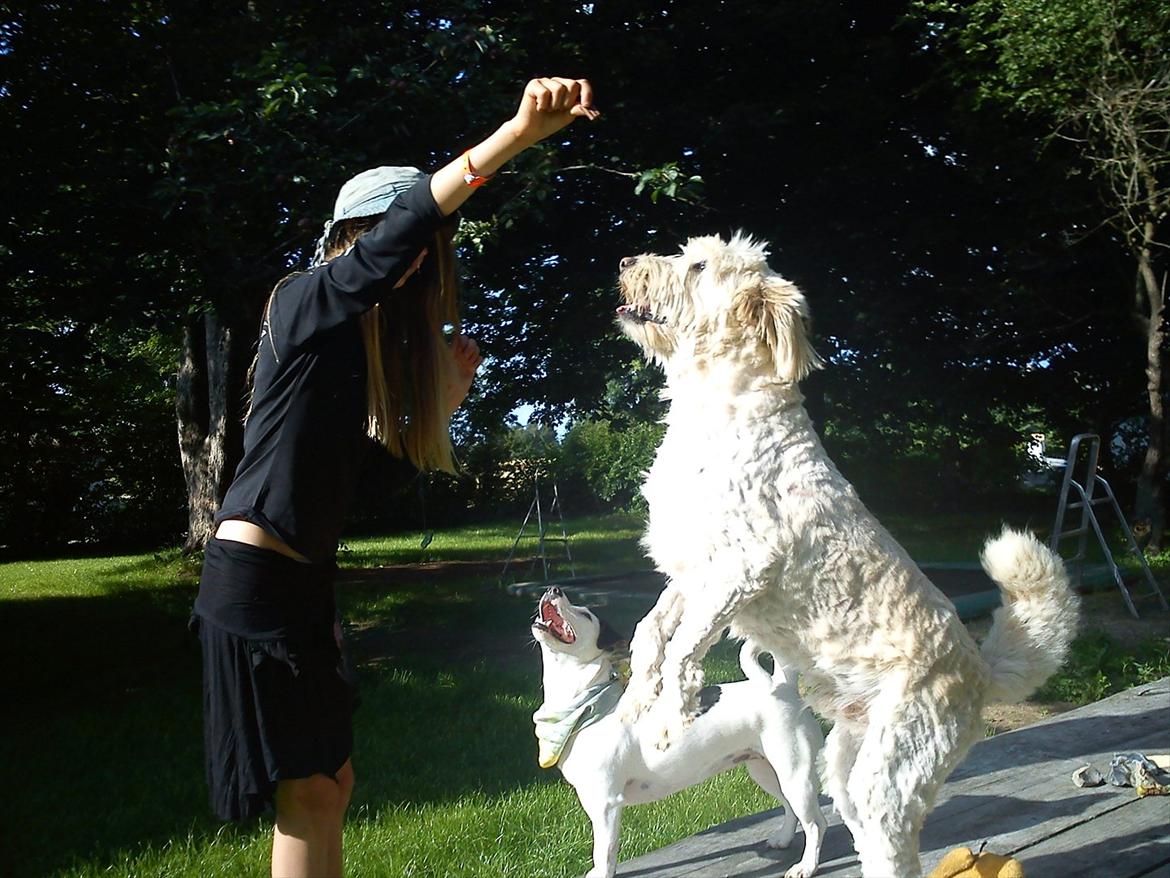 Blanding af racer *bamse* billede 9