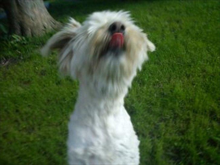 Blanding af racer *bamse* billede 10