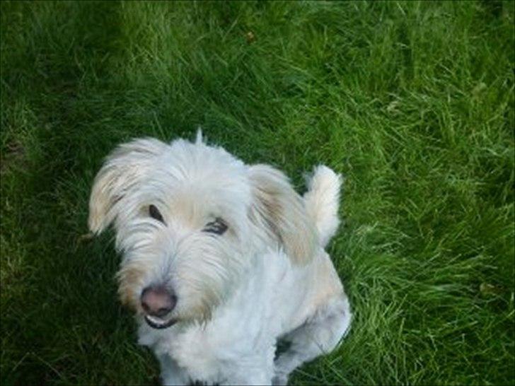 Blanding af racer *bamse* billede 4