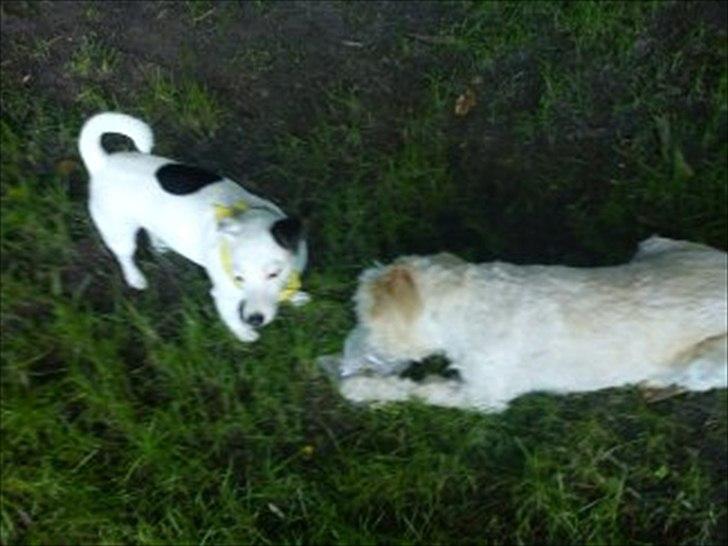 Blanding af racer *bamse* billede 12