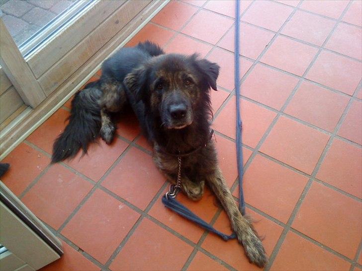 Blanding af racer Bamse - Velkommen til bamse's side (: billede 1