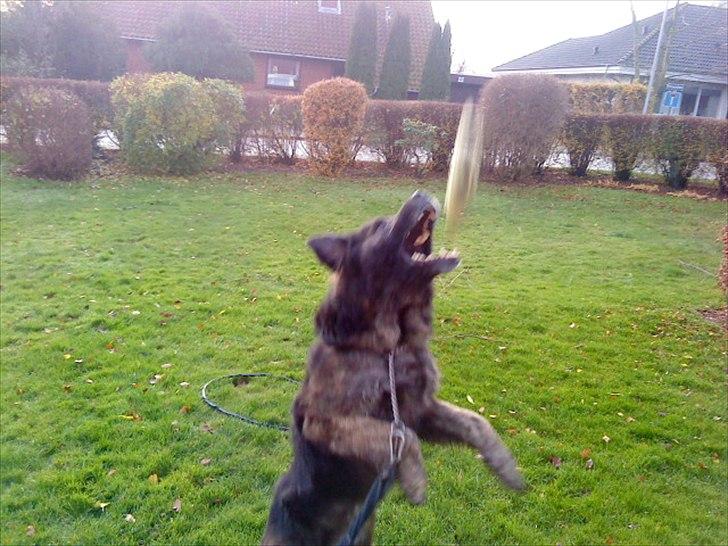 Blanding af racer Bamse billede 2