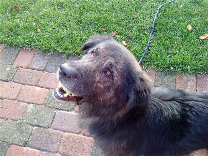 Blanding af racer Bamse billede 3