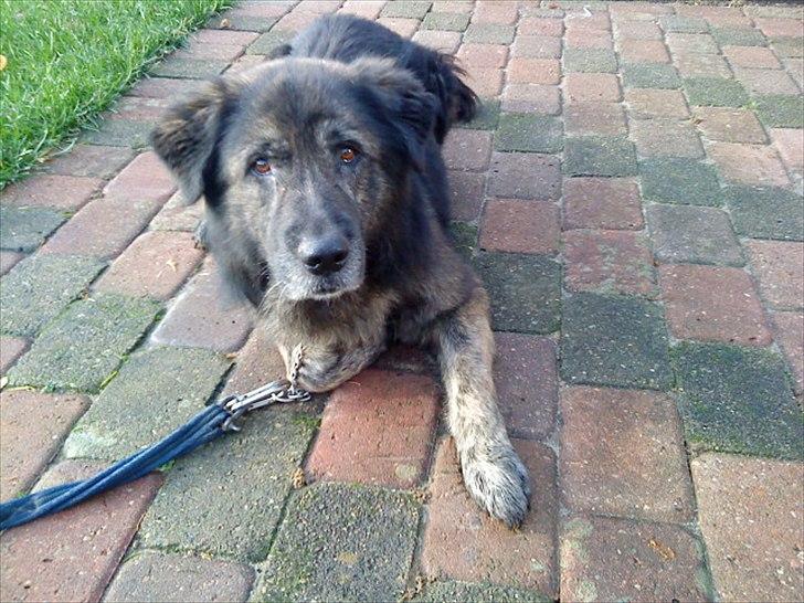 Blanding af racer Bamse billede 8