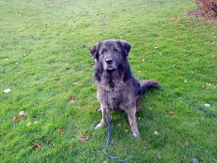 Blanding af racer Bamse billede 9