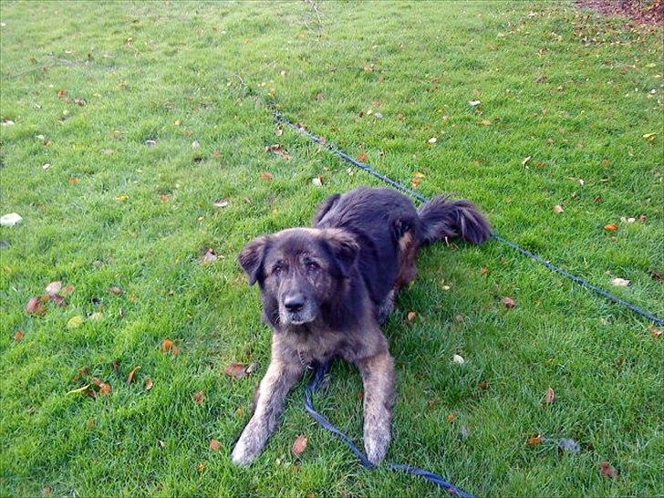 Blanding af racer Bamse billede 10