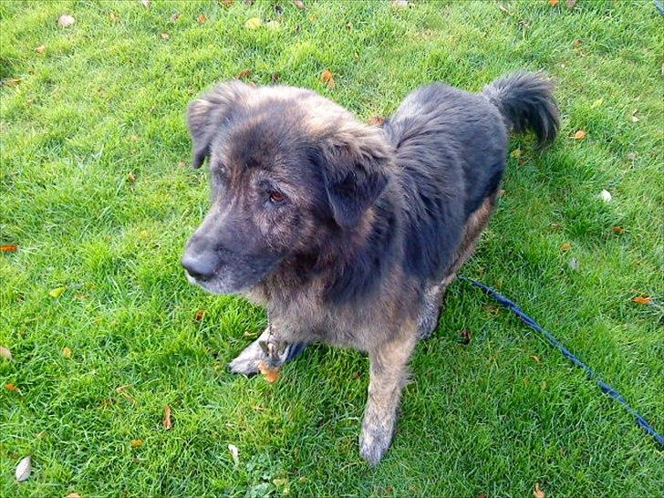 Blanding af racer Bamse billede 11