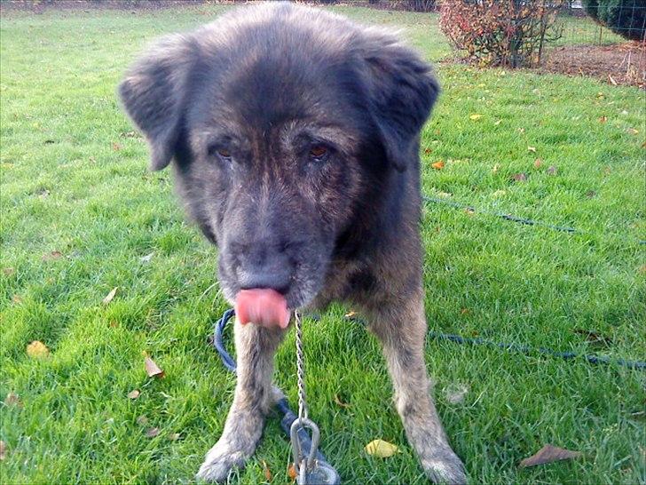 Blanding af racer Bamse billede 12