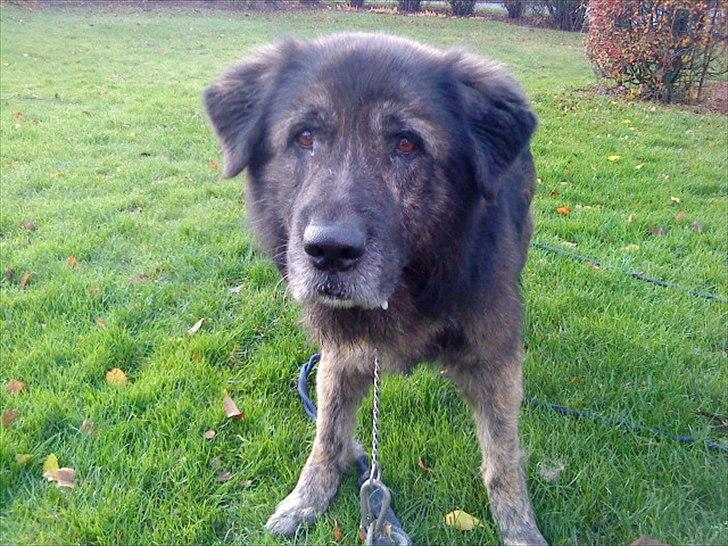 Blanding af racer Bamse billede 13